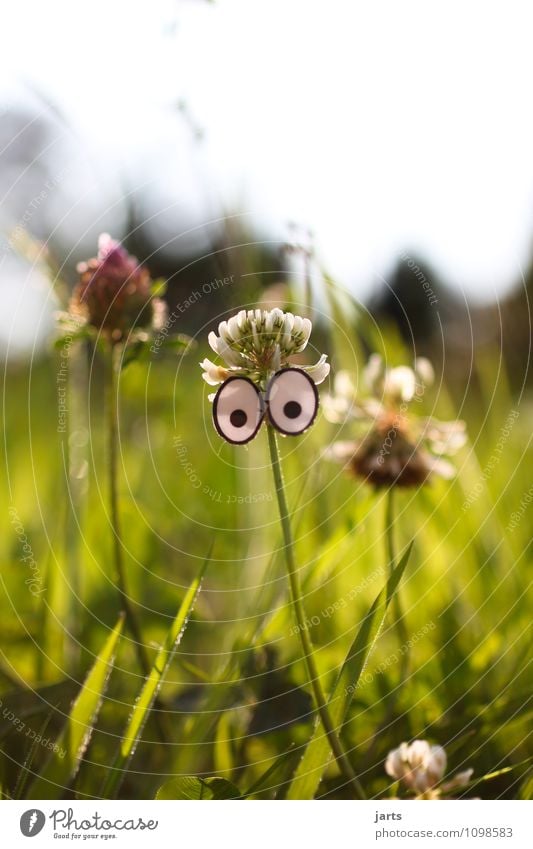 was gucks du Auge Pflanze Schönes Wetter Gras Wiese Blick natürlich Neugier grün Leben Natur Farbfoto Außenaufnahme Nahaufnahme Menschenleer Textfreiraum links