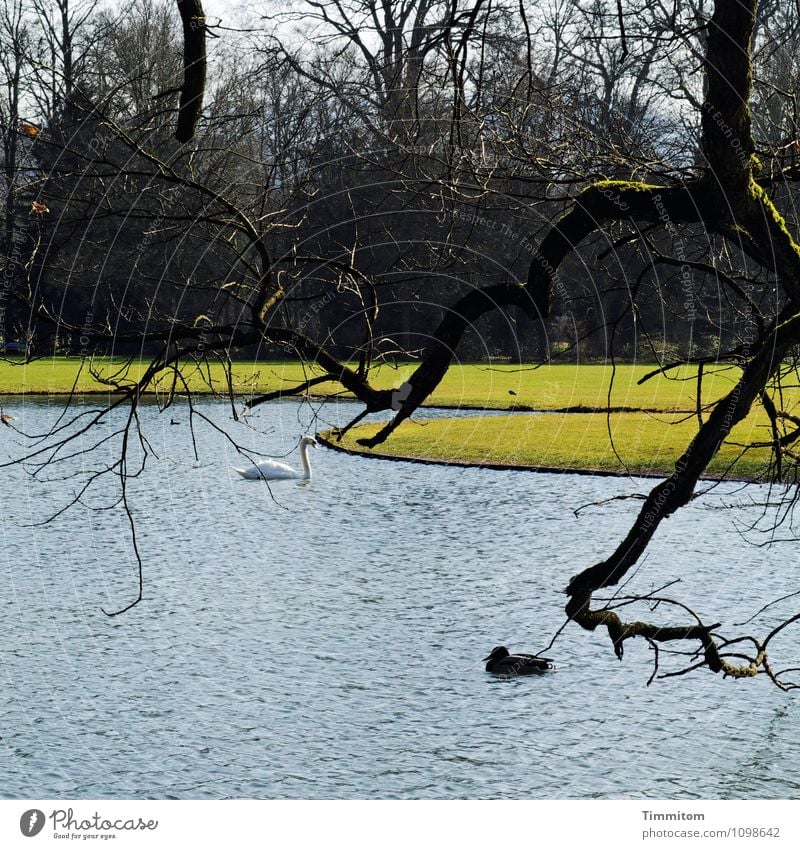 Platz für beide. Natur Pflanze Tier Schönes Wetter Gras Park See Schwan Ente 2 Wasser ästhetisch natürlich blau grün schwarz Gefühle Gelassenheit Erholung Ast