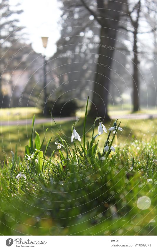 Kurpark Landschaft Pflanze Wassertropfen Frühling Schönes Wetter Blume Park Wiese frisch natürlich Gelassenheit ruhig Natur Wege & Pfade Schneeglöckchen