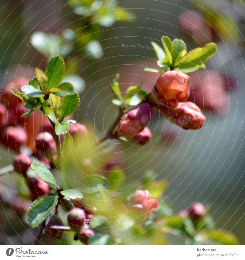 Zierquitte Natur Pflanze Frühling Sträucher Blatt Blüte Scheinquitte Quittenblüte Garten Blühend grün rosa Stimmung Frühlingsgefühle Vorfreude Romantik