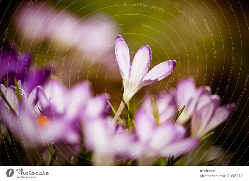 the ONE elegant Sonnenbad Natur Pflanze Sonnenlicht Frühling Schönes Wetter Blume Gras Blüte Wildpflanze Blütenstiel Frühblüher Krokusse Garten Blühend Erholung