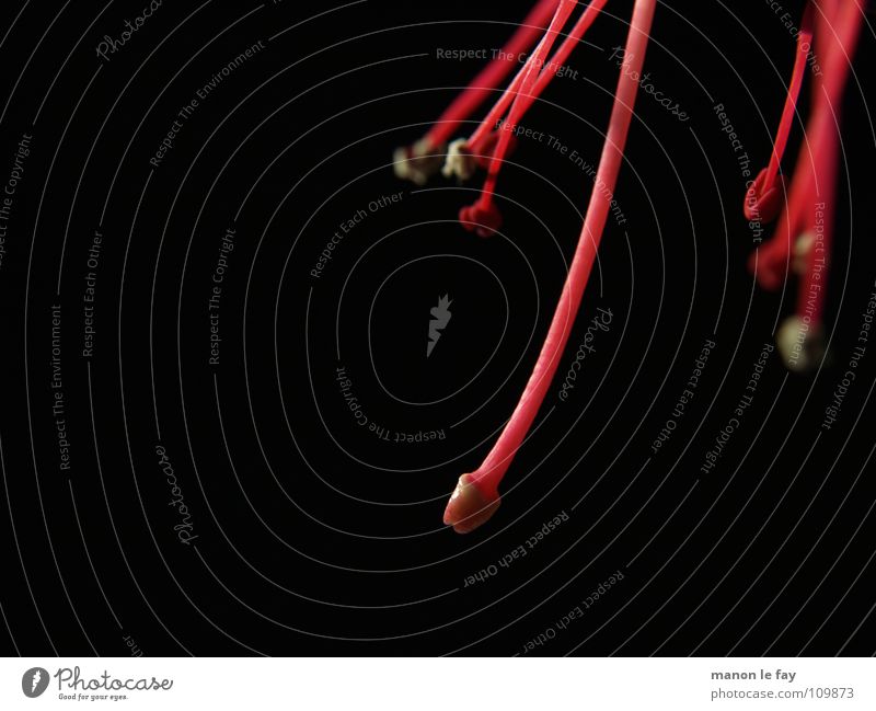 abhängen! Fuchsie rot schwarz weiß Pflanze Blüte skurril Leben Blütenstempel Staubfäden außergewöhnlich Zimmerpflanze Nacht nah Makroaufnahme Nahaufnahme Natur