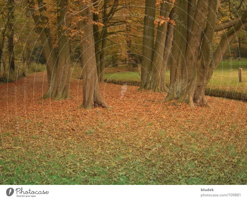 Herbst II Baum Blatt Bremen Baumstamm Ast Wurzel Bürgerpark