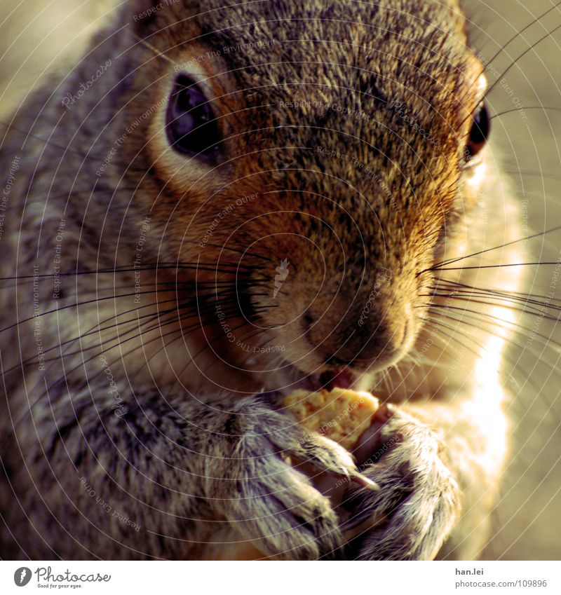 Mjam Mjam Mjam Ernährung Tier Pfote Fressen klein lecker süß Appetit & Hunger Eichhörnchen Nagetiere Säugetier squirrel Mjam mjam mjam Farbfoto Außenaufnahme