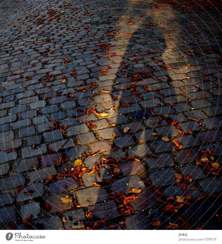 Shadow Kopfsteinpflaster Herbst Blatt Strahlung Licht Abendsonne Geometrie Jacke Hose lang gezogen Jahreszeiten flach Verkehrswege Mensch Stein Schatten shadow