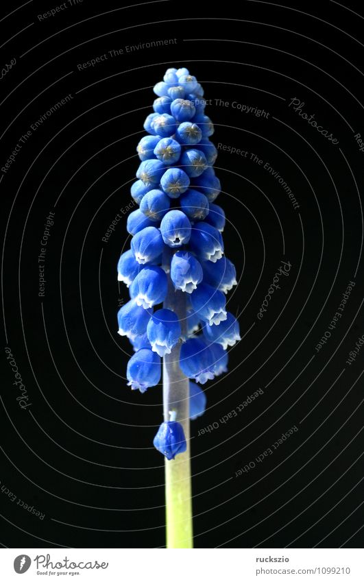 Traubenhyazinthe; Muscari Armeniacum Natur Pflanze Frühling Blume Blüte Garten frei blau schwarz Muscari latifolium Knollengewächse Fruehjahrsblume Gartenblume