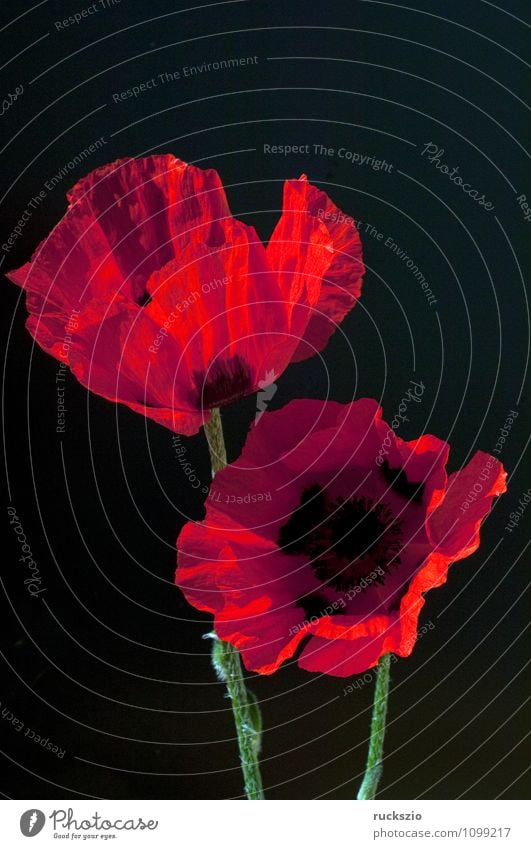 Tuerkischer, Mohn, Papaver, orientale, Natur Pflanze Blume Blüte Garten frei rot schwarz Türkei Orientalischer Tuerkenmohn Sommerblumen Gartenblume Gartenblumen