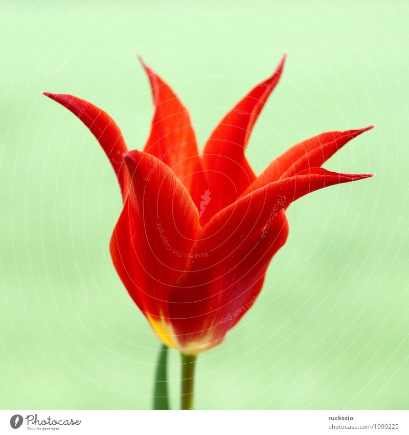 lilienfoermige Tulpe Natur Pflanze Frühling Blume Blüte Garten Blühend grün rot Tulpenblüte Tulipa Frühlingsblume Fruejahrsblume Frühblüher Fruejahrsblumen