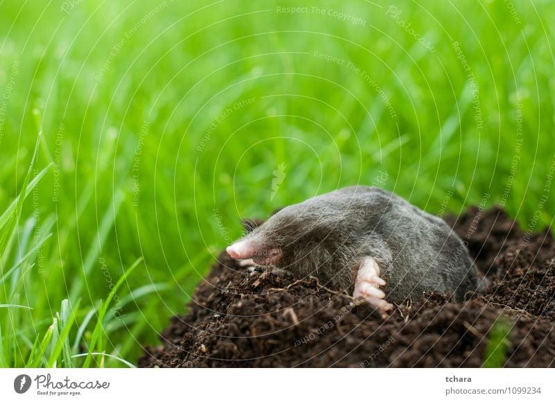 Maulwurf aus dem Loch Glück Gesicht Garten Natur Tier Erde Gras Pelzmantel Wildtier 1 Lächeln klein wild schwarz Leberfleck Maulwurfshügel Säugetier Tierwelt