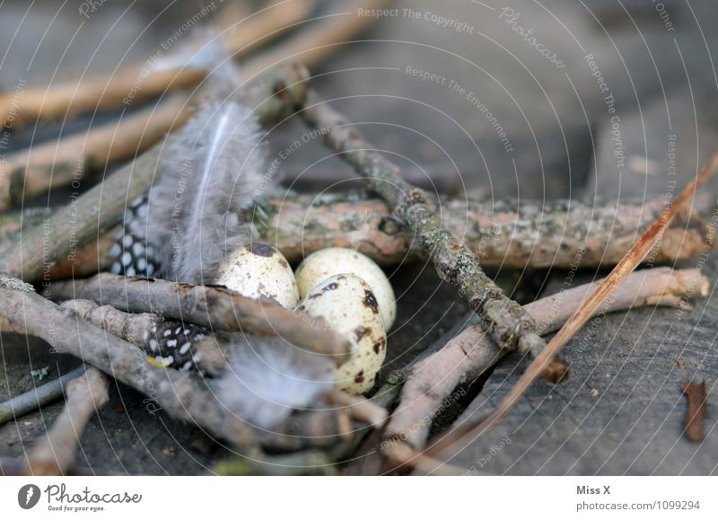 Ei Ostern Tier Vogel klein Vogeleier Horst Nest Osternest Wachtelei Metallfeder perlhuhn Ast Zweig Nestwärme Zweige u. Äste Farbfoto Gedeckte Farben