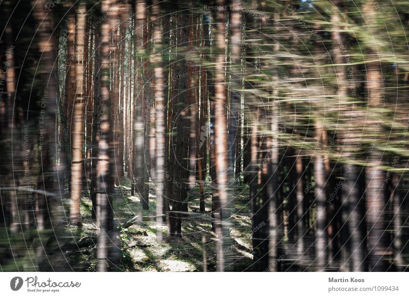 Wald im Wald im Wald Natur Landschaft Pflanze Frühling Sommer Baum ästhetisch glänzend Geschwindigkeit Partnerschaft Hoffnung komplex Konkurrenz Stimmung