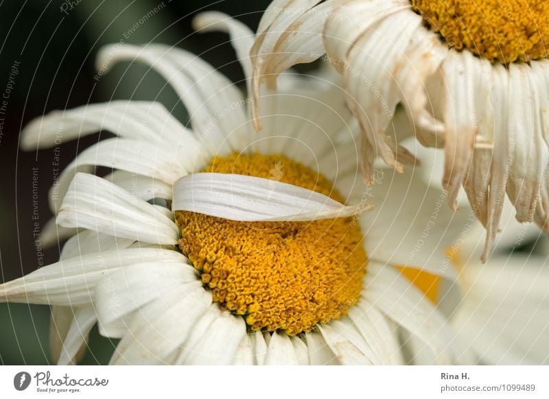 nichts bleibt wie es ist Sommer Schönes Wetter Blume verblüht dehydrieren natürlich Vergänglichkeit margarite Schwarzweißfoto Außenaufnahme Menschenleer