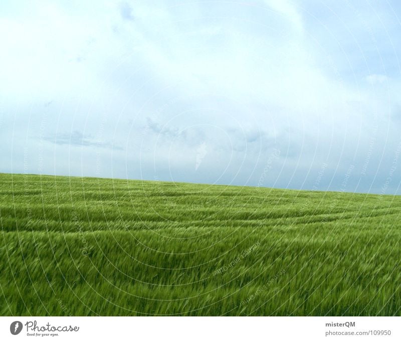 out of the blue Feld grün Ferne Einsamkeit ruhig Spuren dunkel Vordergrund Hintergrundbild Zutaten unreif Deutschland Gesundheit Heimat Gelassenheit