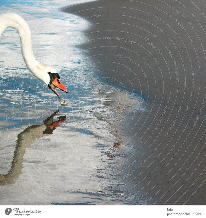 Bon Appétit! Schwan Tier Schnabel Feder Vogel Wasser Sand Strand Meer Ostsee Spiegelbild Schaum eitel Reflexion & Spiegelung Fressen Hals Küste Erde