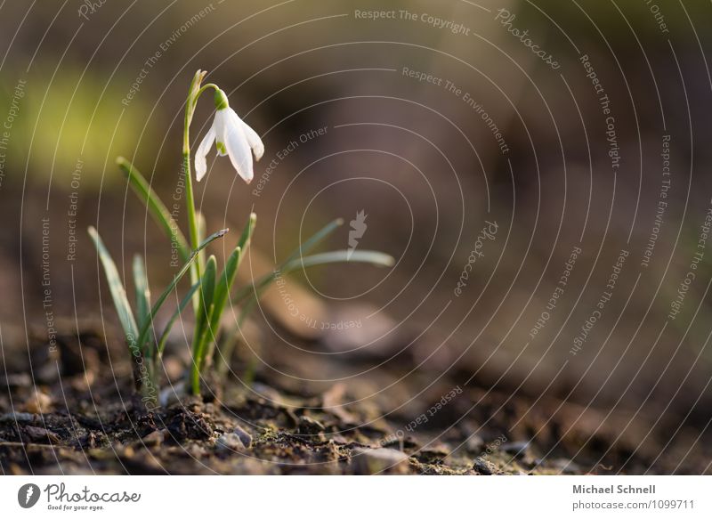 Schneeglöckchen Umwelt Natur Pflanze Blume Park Fröhlichkeit frisch Gesundheit natürlich weiß Lebensfreude Frühlingsgefühle Glück Frühblüher Frühlingsblume