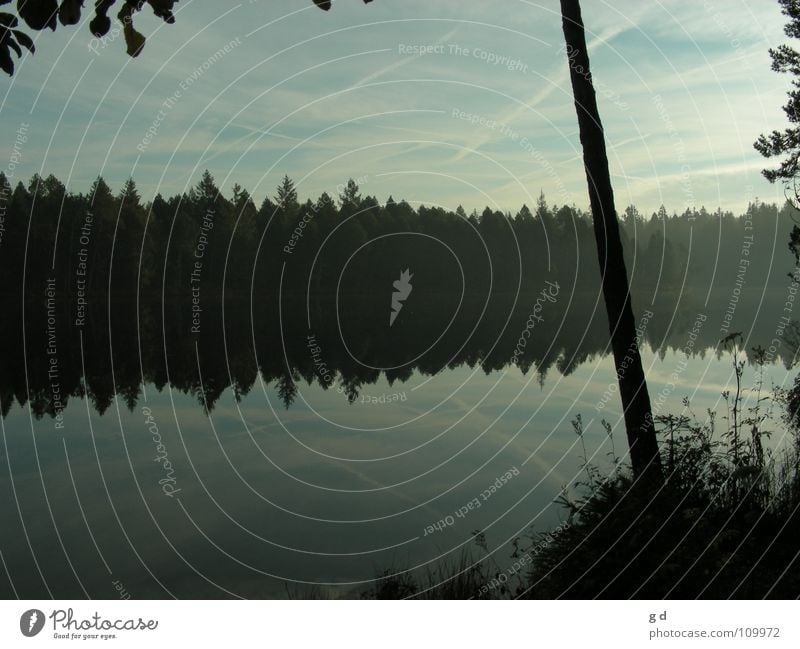 Étang de Gruère - Water Reflections II Wald Baum Reflexion & Spiegelung Wasserspiegelung Gras Wolken Blatt blau blue ruhig