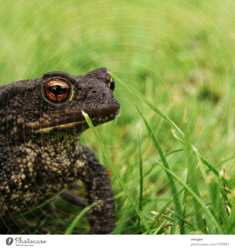 Küss mich :* Tier hüpfen Blick warten hocken Gras Wiese grün braun groß Kaulquappe Ekel gruselig Unschärfe Hintergrundbild Küssen Märchen tierisch klein