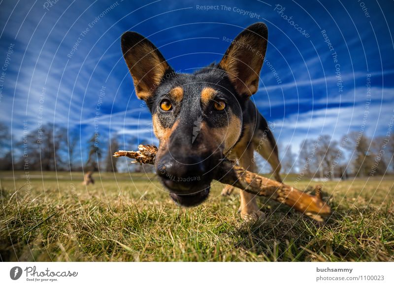 Neugierig Tier Wolken Gras Haustier Hund 1 Holz Spielen blau braun grün schwarz weiß Augen Mischling Schnauze Stock Säugetier himmel Farbfoto Außenaufnahme