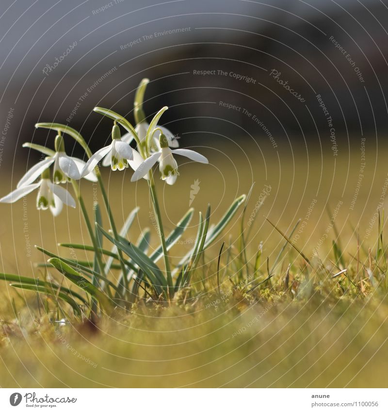 Schneeiges Geglöck Wissenschaften Biologie Botanik Umwelt Natur Pflanze Frühling Klima Klimawandel Schönes Wetter Blume Blüte Wildpflanze Alkaloid