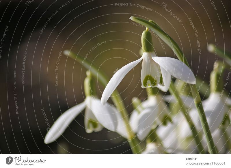 Geophytenköpfe Garten Wissenschaften Biologie Alkaloid Umwelt Natur Pflanze Sonnenlicht Frühling Klimawandel Wetter Schönes Wetter Blume Blüte Wildpflanze