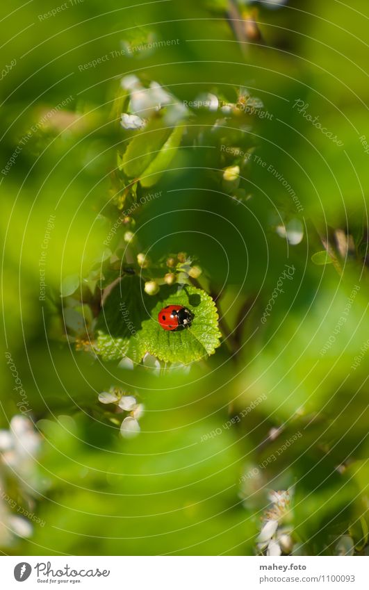 Sonnenplätzchen Wohlgefühl Erholung ruhig Duft Sonnenbad Natur Sommer Schönes Wetter Sträucher Garten Käfer Glücksbringer Marienkäfer genießen klein niedlich