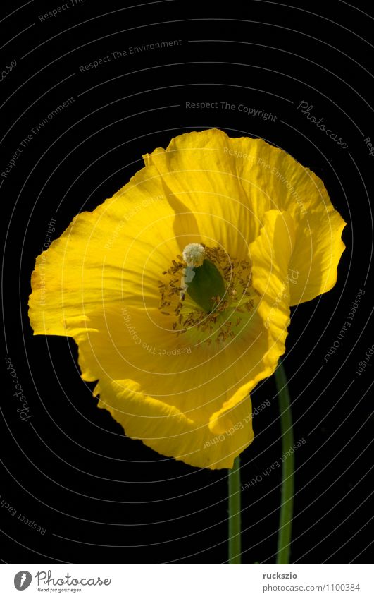 Scheinmohn, Meconopsis, cambrica, Natur Pflanze Blume Blüte Blühend frei gelb schwarz Mohn Mohngewaechse goldgelbe zitronengelben Halbschatten