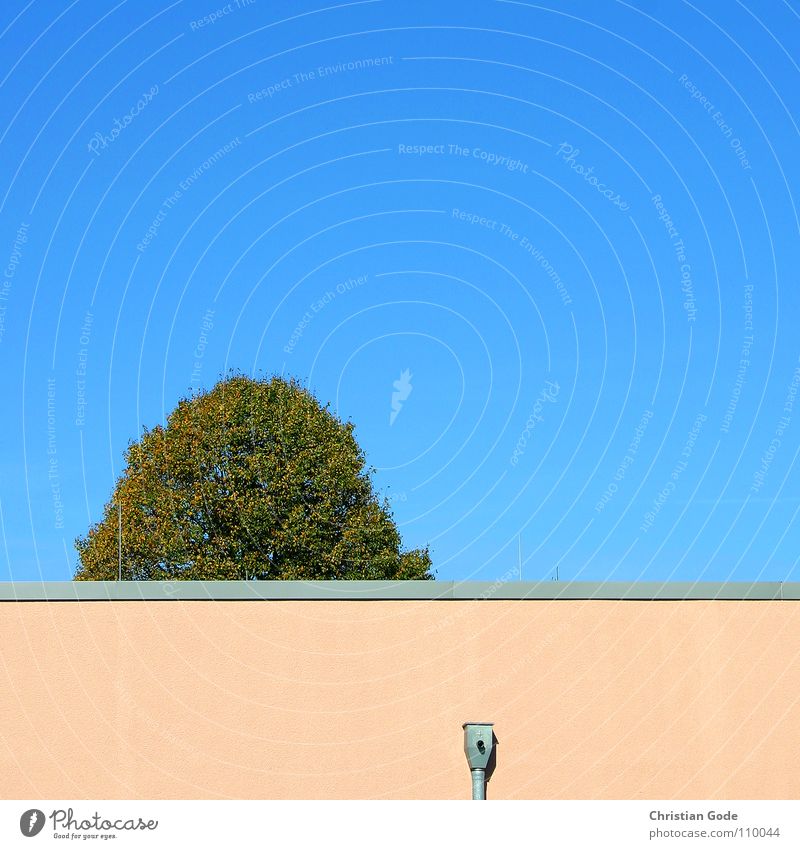 Das erst die Spitze vom Baum Supermarkt Mauer Ecke Lüftung rosa grün Parkplatz Architektur Herbst Baumkrone Himmel blau