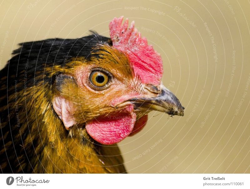 Gockel-Portrait Hahn Haushuhn Tier Nutztier Haustier Vogel Flügel