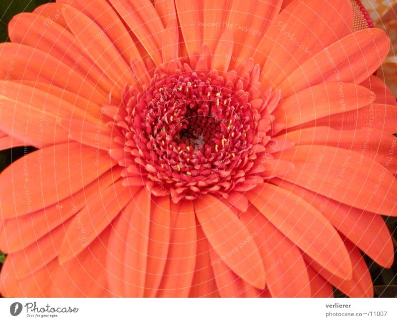 gerbera Gerbera Blume Nahaufnahme orange