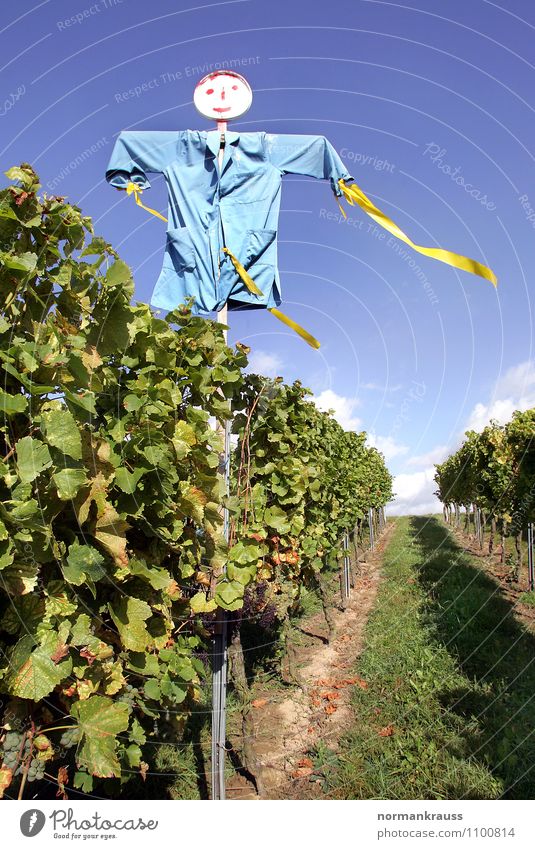 Vogelscheuche Pflanze Feld gruselig hässlich blau grün Weinberg verscheuchen Vogelabwehr herbstlich Rebstock Farbfoto Außenaufnahme Menschenleer Tag