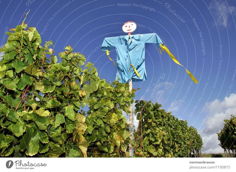 Vogelscheuche Umwelt Natur Pflanze Himmel Puppe gruselig hässlich blau violett Angst skurril Herbst verscheuchen vogelabwehr Wein Weinberg Farbfoto