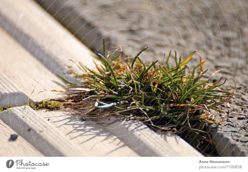 Durchwachsen Umwelt Natur Pflanze Sonne Sonnenlicht Gras Grünpflanze Wiese Stein Beton Wachstum stark braun grau grün Lebensfreude selbstbewußt Kraft