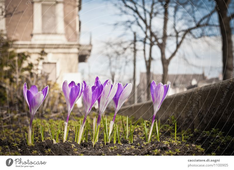 In einer Reihe angetreten Umwelt Pflanze Frühling Schönes Wetter Blume Krokusse Garten einfach Erfolg frech frei Freundlichkeit Fröhlichkeit klein lustig