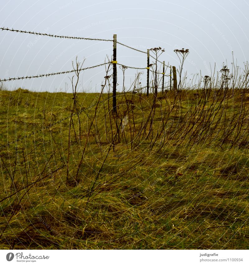 Weide Landwirtschaft Forstwirtschaft Umwelt Natur Landschaft Pflanze Gras Wildpflanze Wiese natürlich Grenze Zaun Zaunpfahl Barriere Stacheldraht