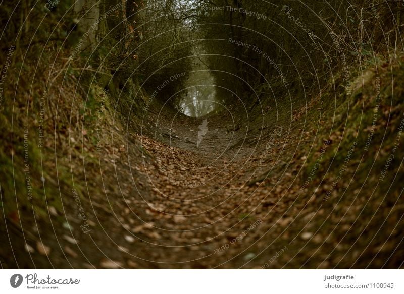 Hohlweg Umwelt Natur Landschaft Pflanze Erde Park Wald Wege & Pfade dunkel natürlich wild Stimmung Erwartung Wandel & Veränderung Zukunft Richtung Außenaufnahme