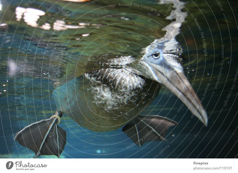 Huhu, alles o.k.? Erpel Tölpel (Vogelart) Gans Pinguin Tier weich tauchen Unterwasseraufnahme Schnabel schlafen Im Wasser treiben Erholung Trauer trüb trist