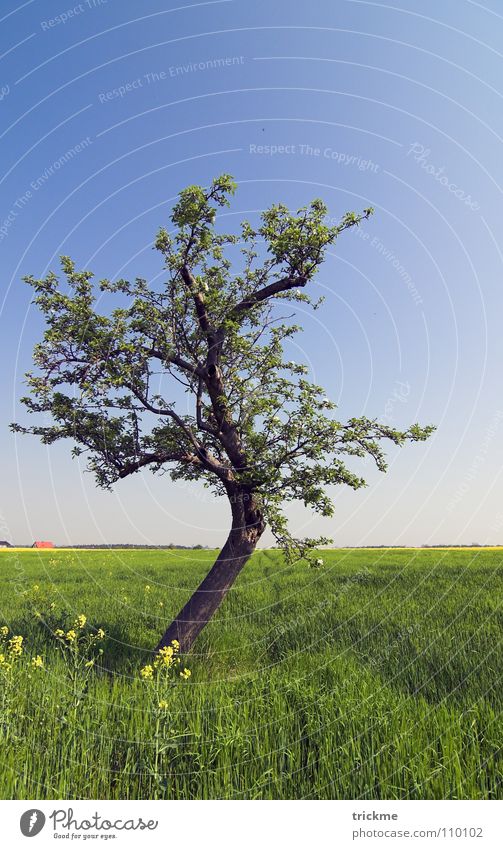 Grüne Idylle Baum grün Gras Holz ruhig Einsamkeit leer Blatt dunkel harmonisch Unendlichkeit Verlauf Blume blau Freiheit Natur Himmel Schatten Ast hot