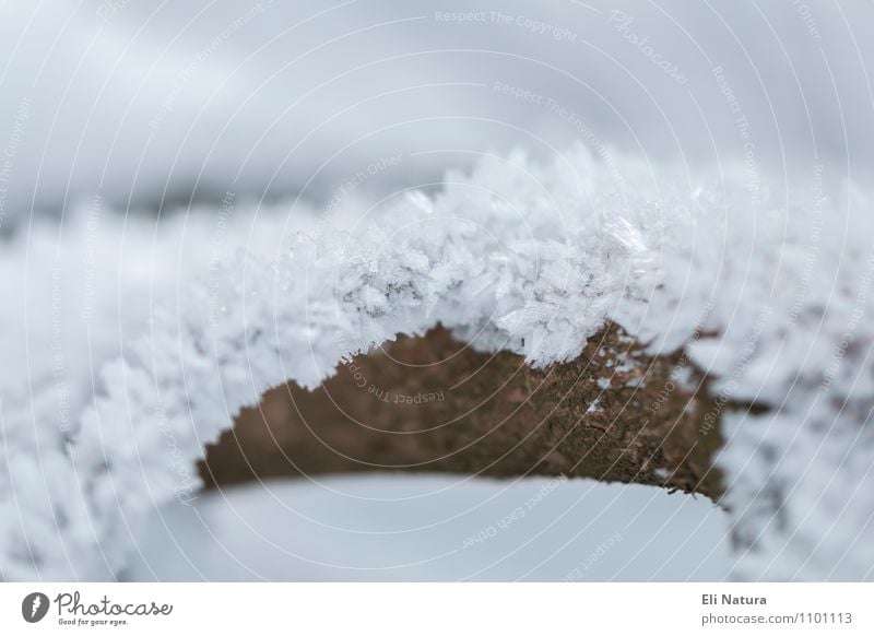 Eiskristalle Umwelt Natur Pflanze Tier Urelemente Winter Frost Schnee Baum Ast Zweig Schneeflocke Garten Park Wiese Wald Kristalle kalt Sauberkeit blau braun