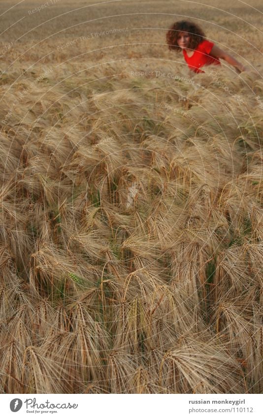 red red Feld rot Sommer finden Suche Korn Landwirtschaft Roggen Hafer September Juni Juli Jugendliche Herbst Getreide Haare & Frisuren magdalena Ernte ansfelden