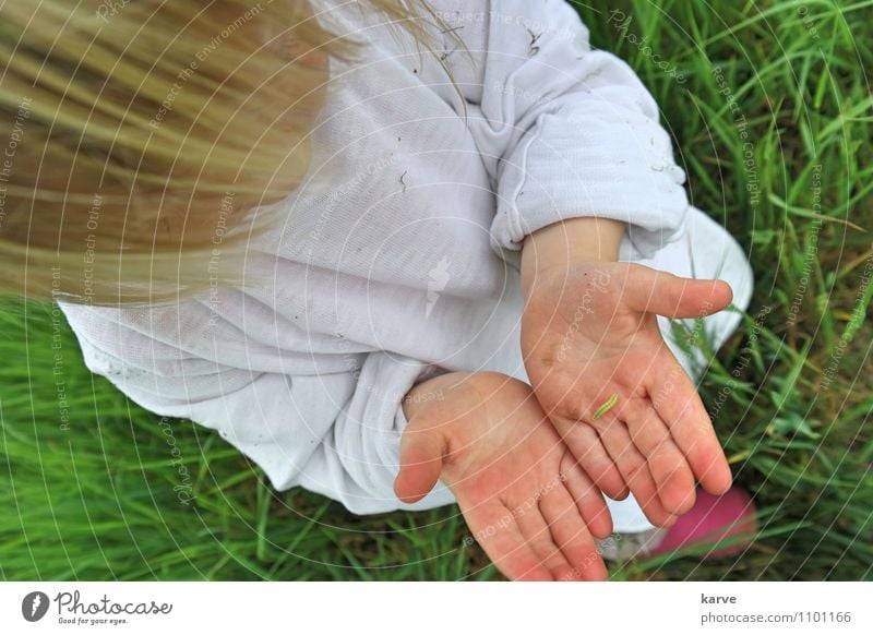 Raupe Kind Kindheit Hand 1-3 Jahre Kleinkind Natur Tier Sommer Wiese berühren entdecken krabbeln achtsam Neugier Interesse mehrfarbig Außenaufnahme Tag