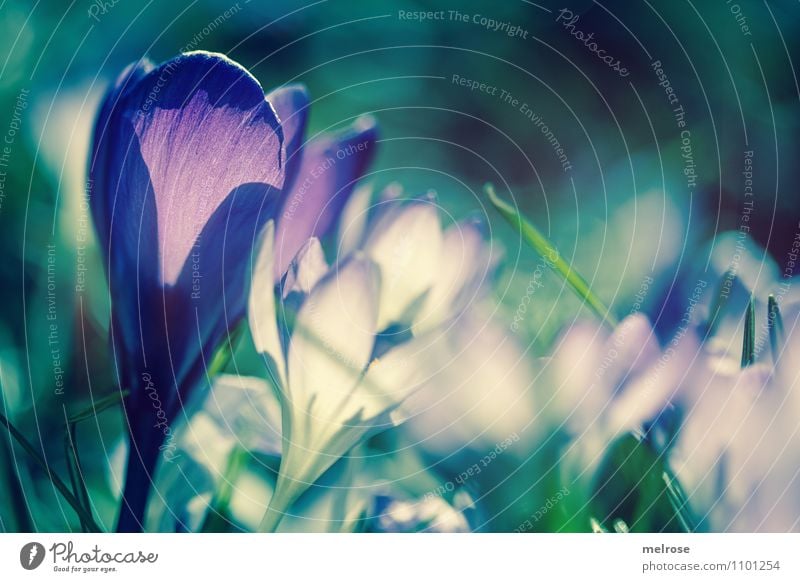 Gegenlicht elegant Stil Fotografieren Natur Pflanze Frühling Schönes Wetter Blume Gras Blatt Blüte Wildpflanze Frühblüher Krokusse Halm Garten Frühlingsleuchten