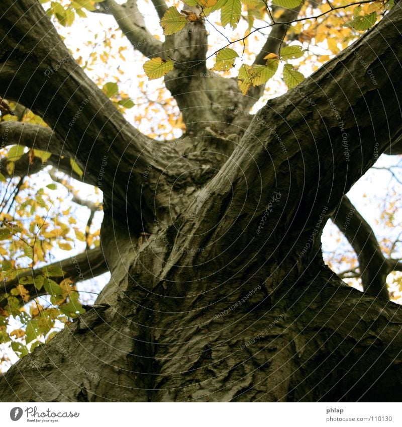 Herbstdiagonale Baum Holz Buche Blatt Geometrie gelb braun schön Baumkrone Baumstamm Himmel Schatten