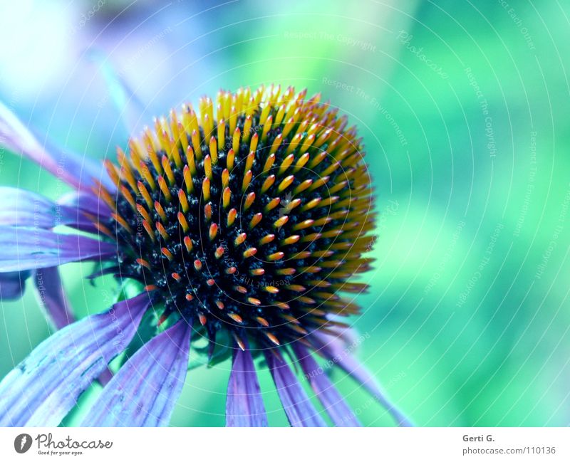 türvioblö Blume Blüte Pflanze rot gelb grün rosa mehrfarbig stachelig stechen rund Blütenblatt zierlich winzig zart Pollen Roter Sonnenhut Korbblütengewächs