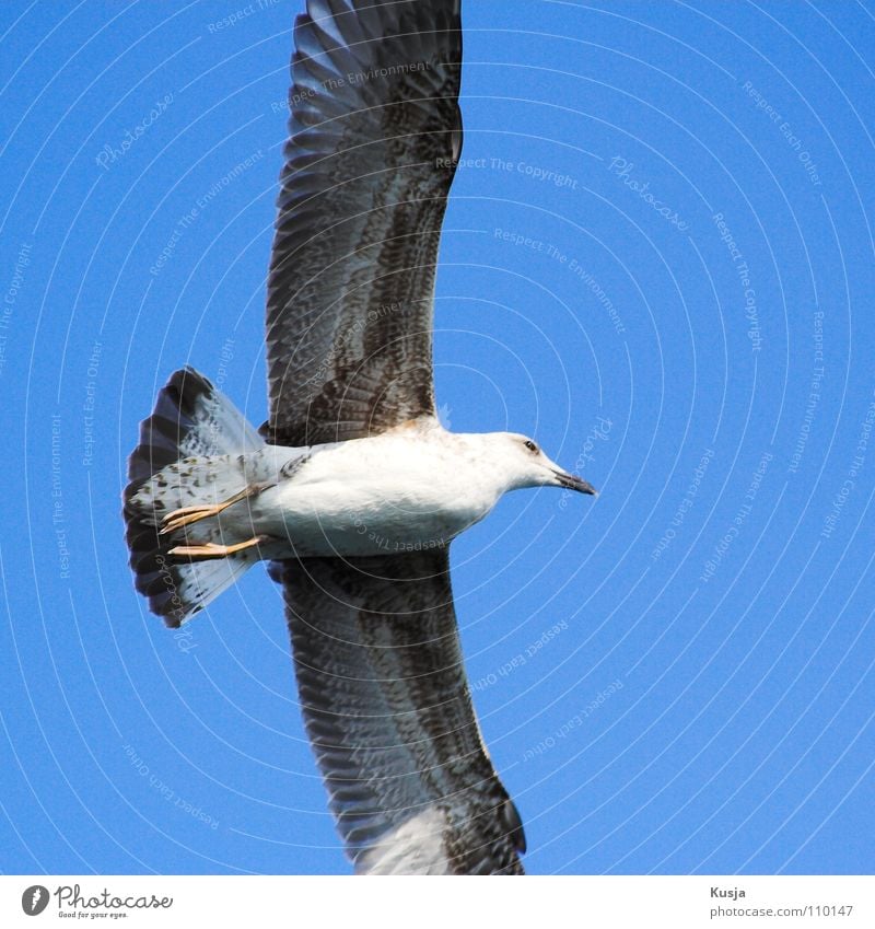 Gleiter Möwe Vogel Türkei Schweben flattern gleiten Jagd schleichen laufen Segeln weiß schwarz fliegen durch die Luft schießen Kurve Flügel schwirren