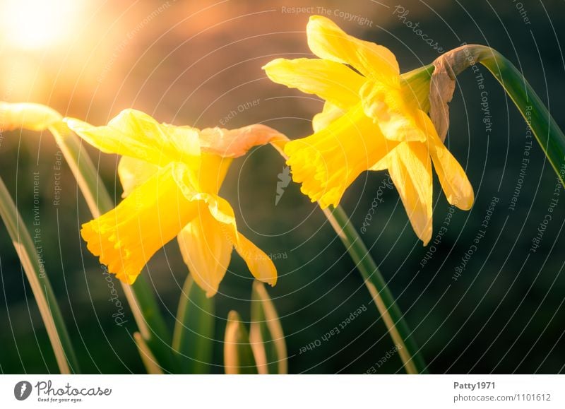 Osterglocken Ostern Pflanze Frühling Blume Gelbe Narzisse Narzissen Blühend schön gelb grün Natur Farbfoto Außenaufnahme Dämmerung