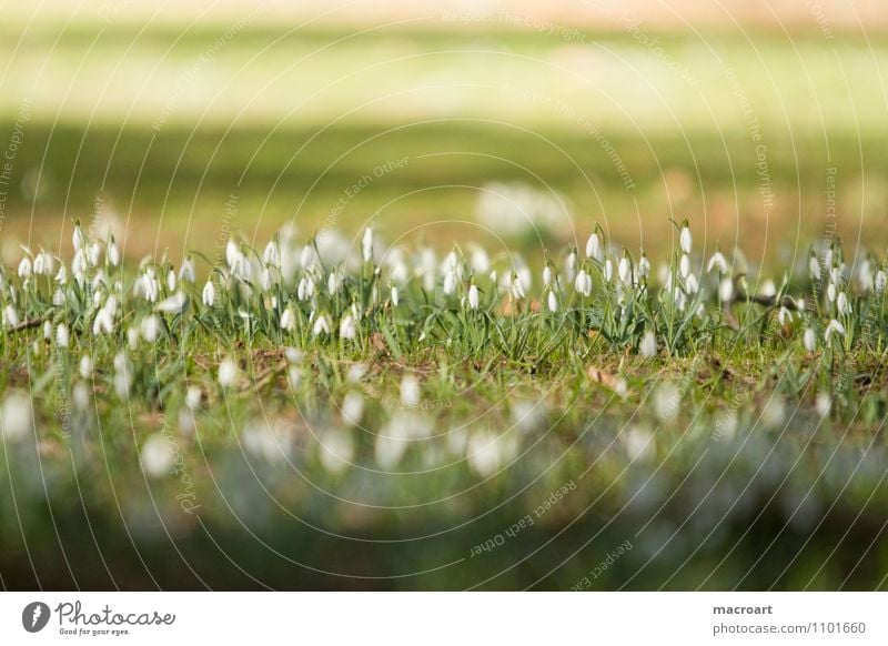 Schneeglöckchen weiß grün Frühblüher Frühling Wiese Blüte Sonne Wärme Winter Ende gelb hauben Blütenblatt zart Blütenknospen aufwachen Natur Pflanze natürlich