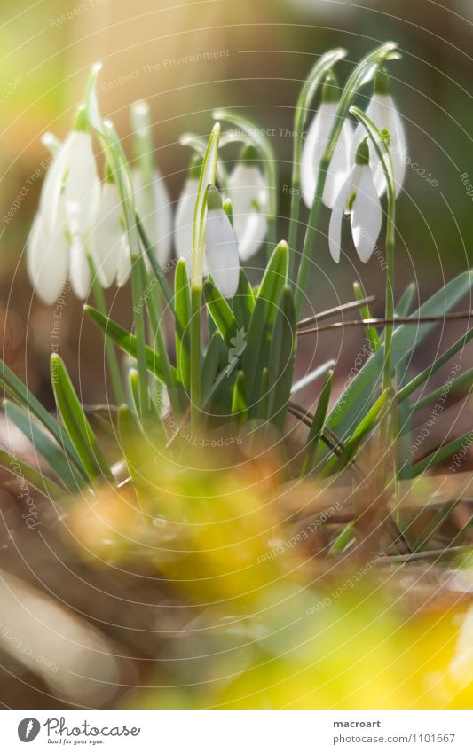 Schneeglöckchen weiß grün Frühblüher Frühling Wiese Blüte Sonne Wärme Winter Ende gelb Hauben Blütenblatt zart Blütenknospen aufwachen Natur Pflanze natürlich