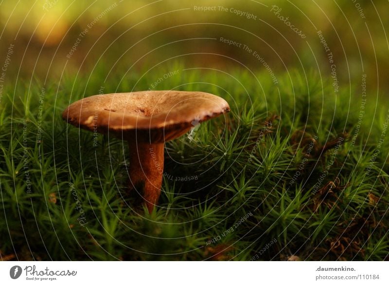 labil Waldboden Herbst Wachstum grün Gras Halm Baum Makroaufnahme Nahaufnahme Pilz Bodenbelag bemoost schärfebereich herbstlich hintergrundunschärfe schön