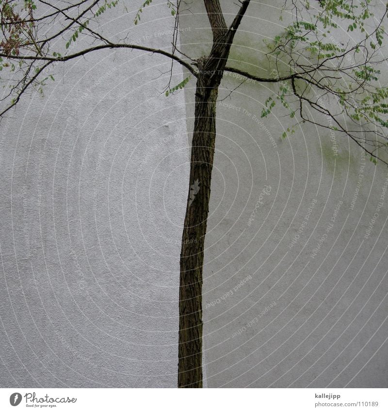 baumgrenze Baum Herbst Wand Grenze Blatt kalt Brandmauer Trennlinie Holzmehl entzweit unentschlossen rückwand fensterlos Trennung tree Teilung kallejipp