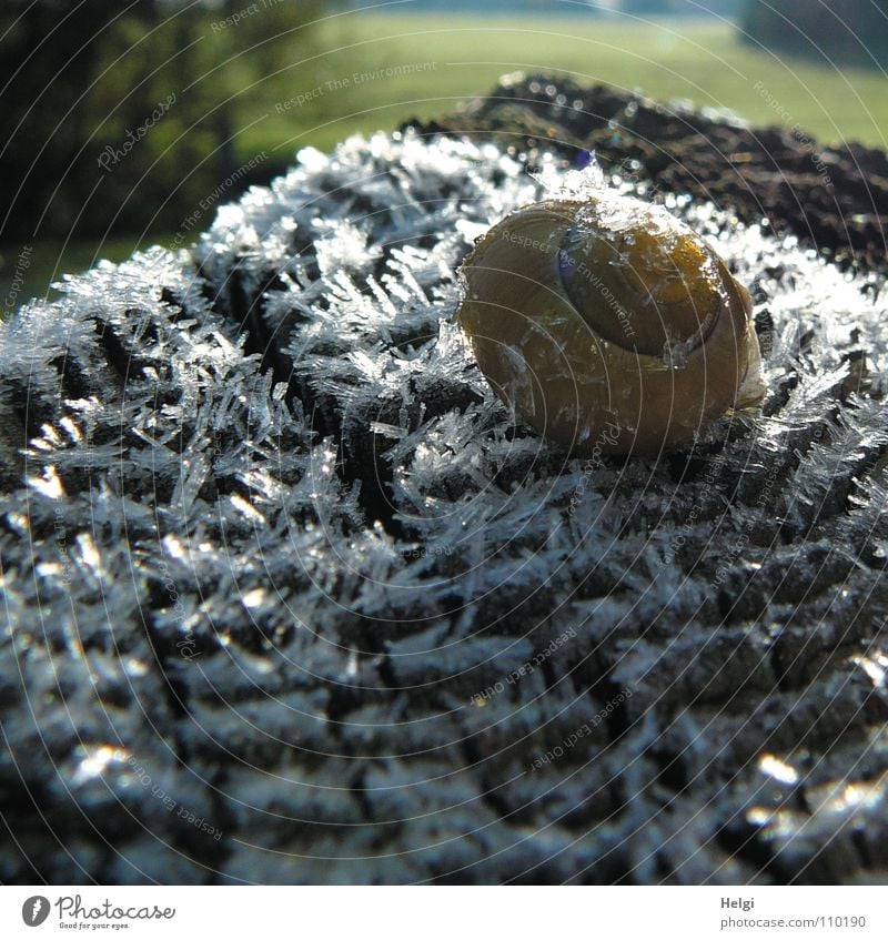 Schnecke auf Eis.... Winter kalt Raureif Morgen frieren gefroren Minusgrade Schneckenhaus Zaunpfahl Holz Eiskristall lang Wiese Baum Wegrand Sonnenstrahlen